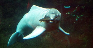 Amazonasdelfin, en type elvedelfin (Foto: Dennis Otten/Wikimedia Creative Commons) Amazonasdelfin, en type elvedelfin (Foto: Dennis Otten/Wikimedia Creative Commons)