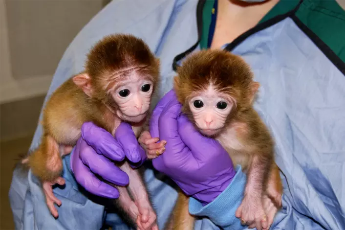 Cellene til tre aper skapt av amerikanske forskere består av mer enn ett foster. Foto: Oregon Health and Science University