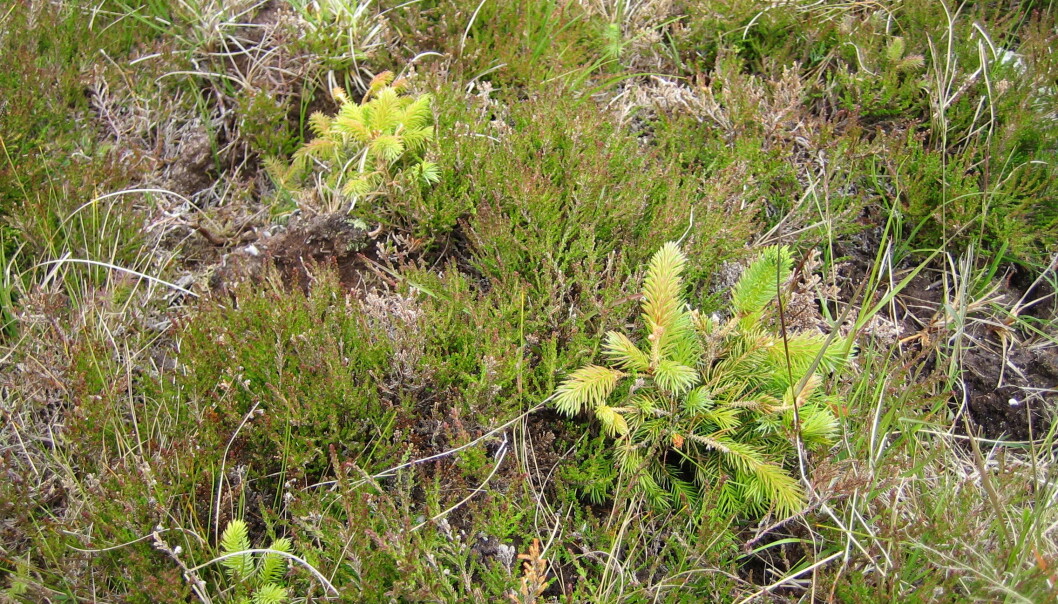 Frøspirar frå sitkagran som har etablert seg i kystlynghei på Tarva. Frøspirar frå sitkagran som har etablert seg i kystlynghei på Tarva.