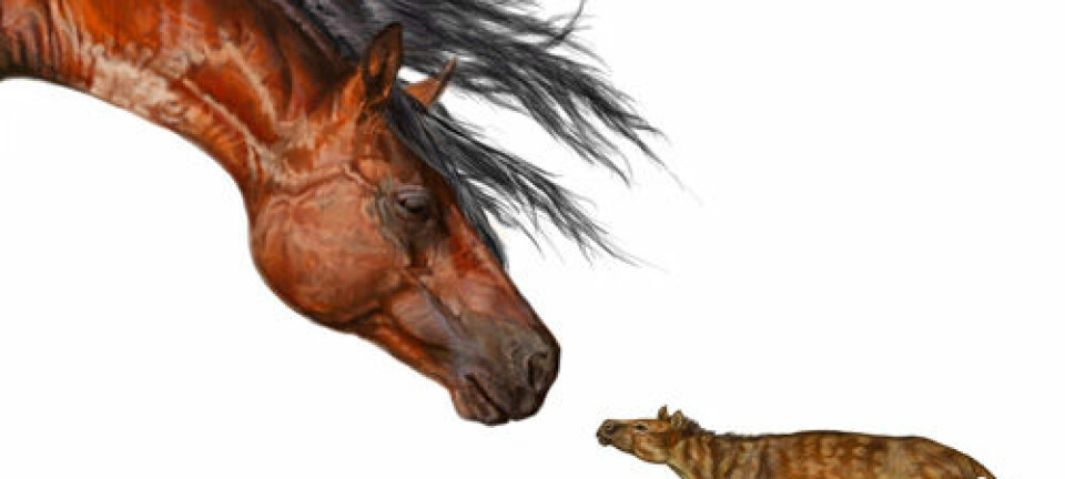 Sifrhippus sandrae og moderne hest. (Illustrasjon: Danielle Byerley, Florida Museum of Natural History)