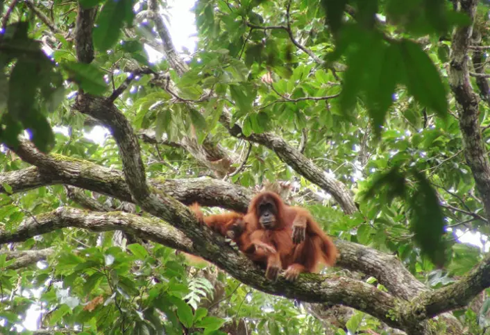 Orangutanger tilbringer det meste av livet i trærne. De er nære slektninger av oss mennesker og har en stor hjerne. (Foto: Adam van Casteren)