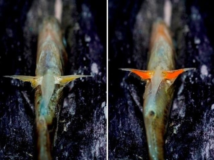 To stingsildhunner fra Nedre Vollvatn i Bodø. Til høyre en hunn som er kraftig ornamentert med fargestoffet karotenoid. Til venstre en mye blekere hunn. (Foto: Jarle Tryti Nordeide) To stingsildhunner fra Nedre Vollvatn i Bodø. Til høyre en hunn som er kraftig ornamentert med fargestoffet karotenoid. Til venstre en mye blekere hunn. (Foto: Jarle Tryti Nordeide)