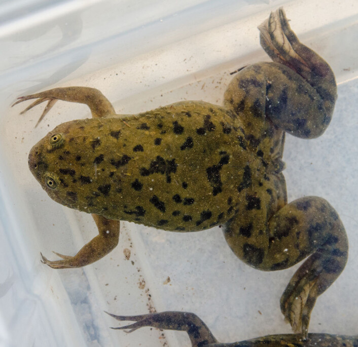 Tusenvis av eksemplarer av den afrikanske frosken Xenopus Laevis ble importert til USA og Europa i første halvdel av 1900-tallet. Med i lasten var trolig soppen Batrachochytrium dendrobatidis. (Foto: Adam Bewick) Tusenvis av eksemplarer av den afrikanske frosken Xenopus Laevis ble importert til USA og Europa i første halvdel av 1900-tallet. Med i lasten var trolig soppen Batrachochytrium dendrobatidis. (Foto: Adam Bewick)