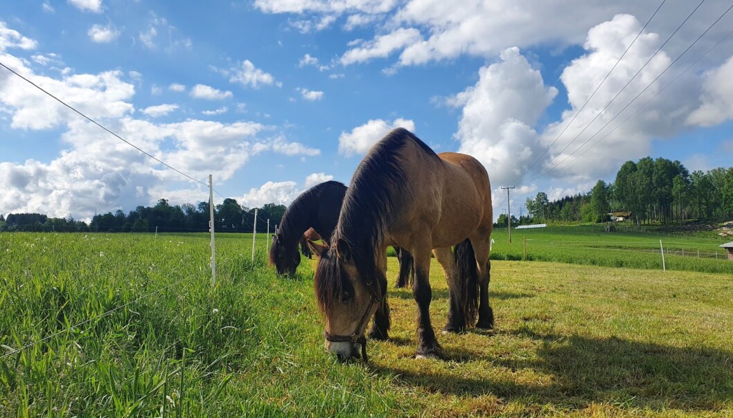 ─ Det er vanskelig å kontrollere hvor mye og hvilke typer gress hesten spiser når den kommer ut på beite, sier forsker Rasmus Bovbjerg Jensen. ─ Det er vanskelig å kontrollere hvor mye og hvilke typer gress hesten spiser når den kommer ut på beite, sier forsker Rasmus Bovbjerg Jensen.