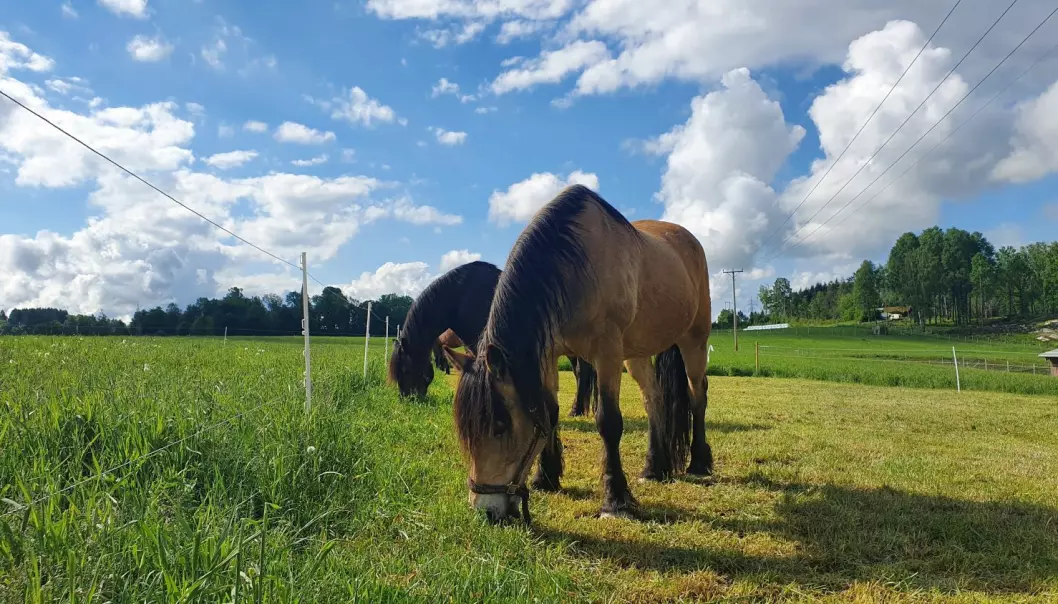 ─ Det er vanskelig å kontrollere hvor mye og hvilke typer gress hesten spiser når den kommer ut på beite, sier forsker Rasmus Bovbjerg Jensen.