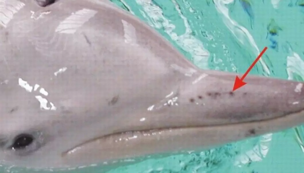 Delfiner sanser elektrisk