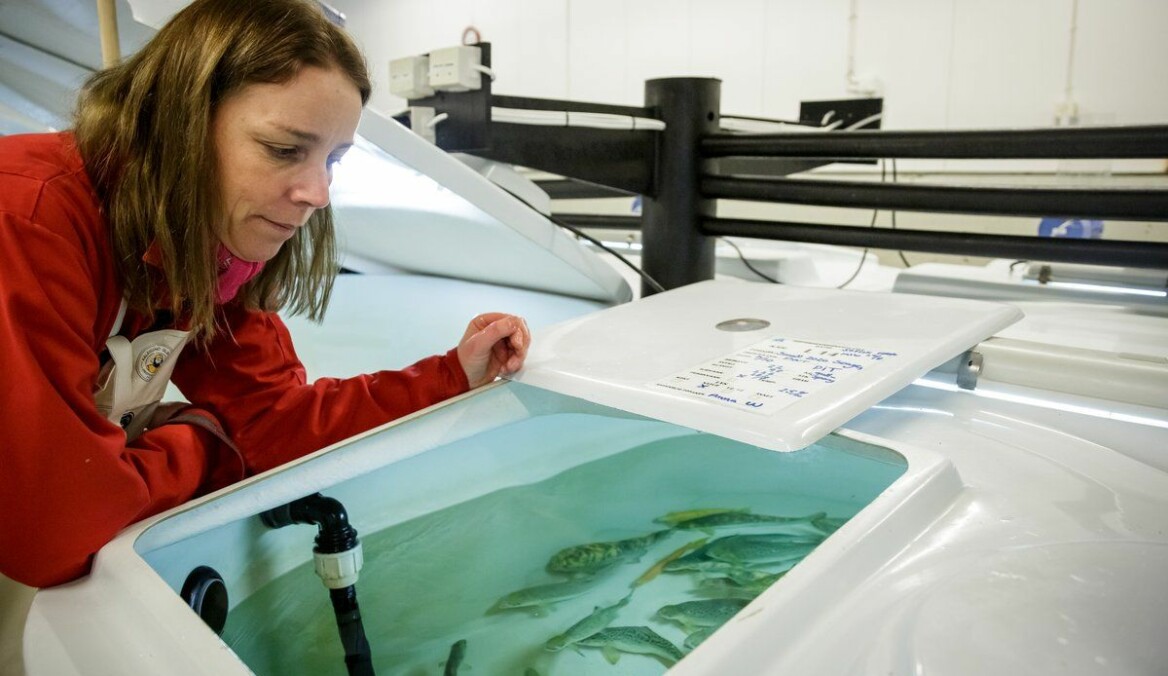 This research is time-consuming because salmon have a long generation interval. Geneticist Anna Wargelius inspects a tank containing various types of salmon. (Photo: Erlend A. Lorentzen / IMR)