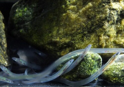Mystery solved: the moon prevents eels from dying in the Arctic