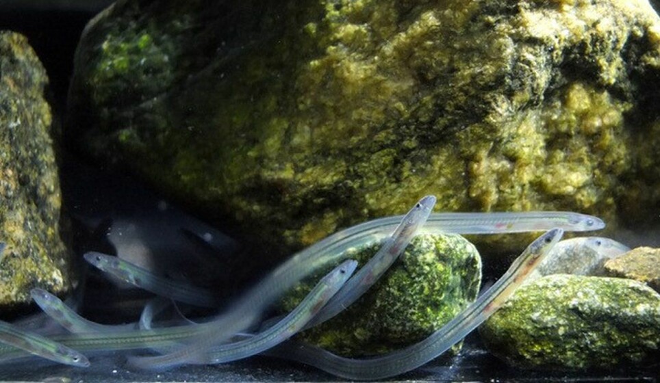 During their journey from the Sargasso Sea, the larvae develop into post-larvae. They now resemble a thin, almost transparent ribbon, which is why they are known as “glass eels” during this life stage.