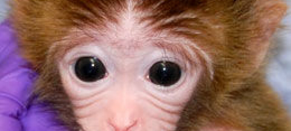 Cellene til tre aper skapt av amerikanske forskere består av mer enn ett foster. Oregon Health and Science University