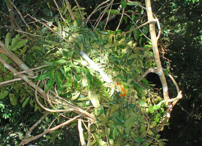 En orangutangs soveplass. Gjenstandene på bildet er noe av forskerens klatreutstyr. (Foto: Adam van Casteren) En orangutangs soveplass. Gjenstandene på bildet er noe av forskerens klatreutstyr. (Foto: Adam van Casteren)