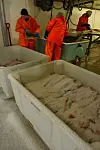Saltfisk under lupen