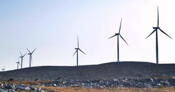 Reinsdyr ved vindmøller på Dyfjord-halvøya i Finnmark. (Foto: Jonathan Colman)