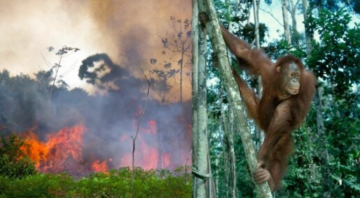 Store skogbranner truer med å utrydde 4400 arter
