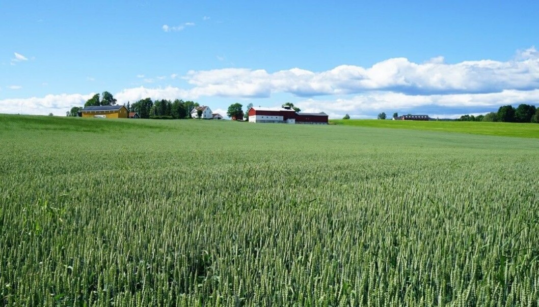 Når renseanleggene gjenvinner mer fosfor fra avløpsvannet, kan norske kornbønder få billigere gjødsel. Når renseanleggene gjenvinner mer fosfor fra avløpsvannet, kan norske kornbønder få billigere gjødsel.