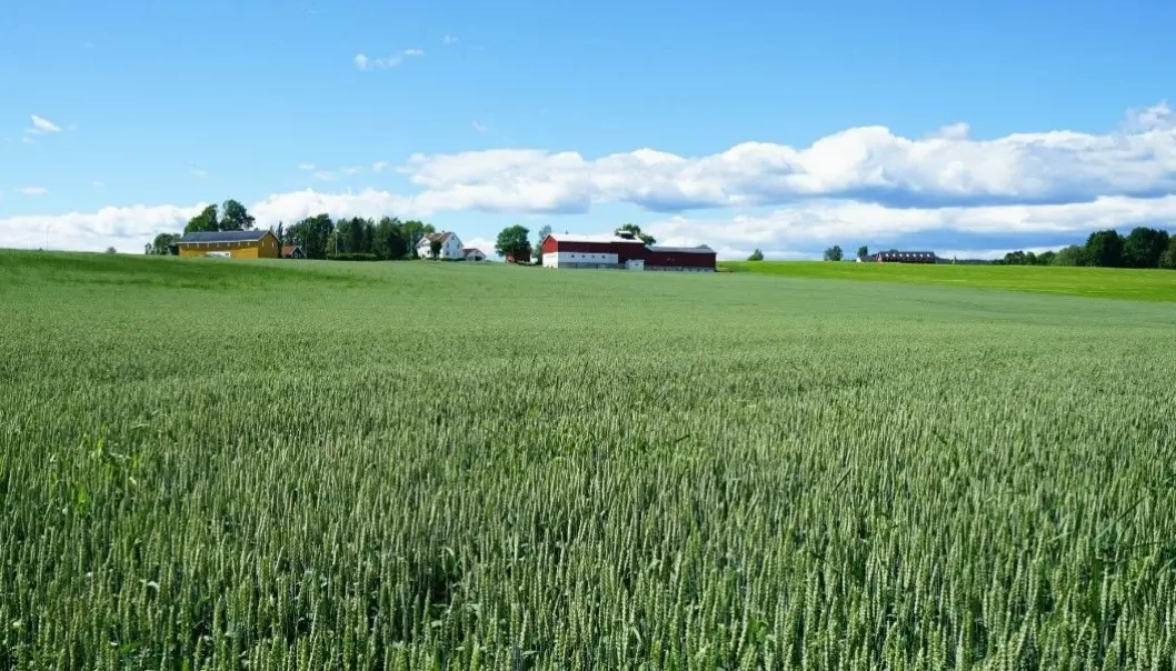 Når renseanleggene gjenvinner mer fosfor fra avløpsvannet, kan norske kornbønder få billigere gjødsel.
