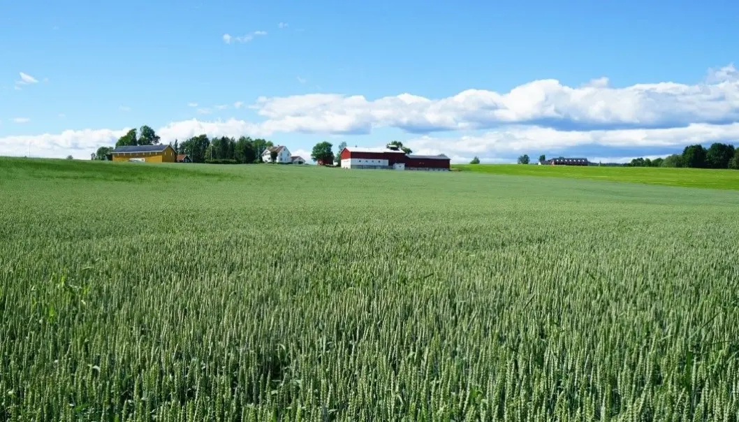 Når renseanleggene gjenvinner mer fosfor fra avløpsvannet, kan norske kornbønder få billigere gjødsel. Når renseanleggene gjenvinner mer fosfor fra avløpsvannet, kan norske kornbønder få billigere gjødsel.