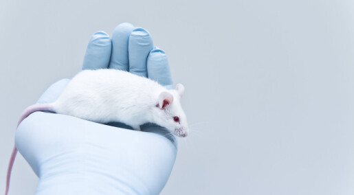 Tilsetnings­stoff påvirket immun­systemet hos mus