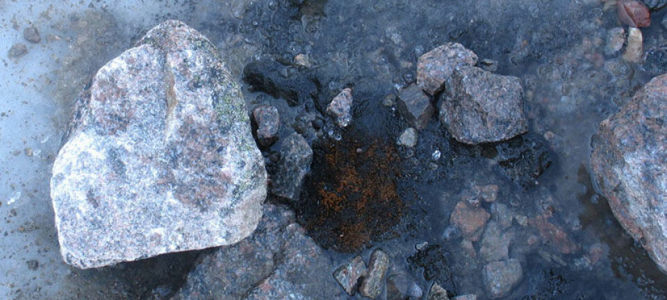 Mosen Aulacomnium turgidum smelter fram fra Teardrop Glacier på Ellesmereøya, Nunavut. Catherine La Farge