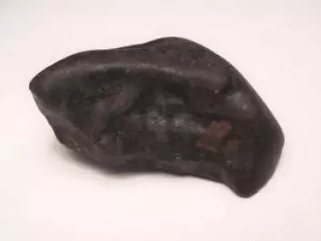 Meteoritten Maribo er en kondruitt, akkurat som den på bildet her. Umiddelbart ligner den et stykke mørkt kull, men ser man nærmere etter, kan man se de små metallkornene. (Foto: Wikimedia commons)
