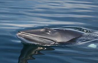 The first season of the minke whale hearing project has ended