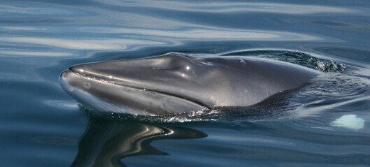 Forskere skal svømme med hval for å sjekke hva hvalen hører