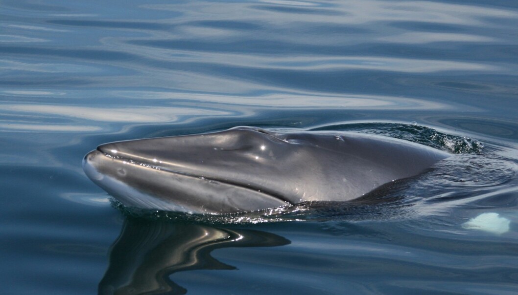 Vågevalen som skal hørseltestes vil bli sperret inne i et 200 meter langt, 150 meter bredt og 20 meter dypt basseng i to dager før de slippes fri. Vågevalen som skal hørseltestes vil bli sperret inne i et 200 meter langt, 150 meter bredt og 20 meter dypt basseng i to dager før de slippes fri.