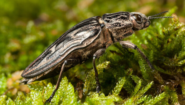 Furupraktbille (Chalcophora mariana) har larveutvikling i store, døde furuer og er kritisk truet i Norge. Furupraktbille (Chalcophora mariana) har larveutvikling i store, døde furuer og er kritisk truet i Norge.