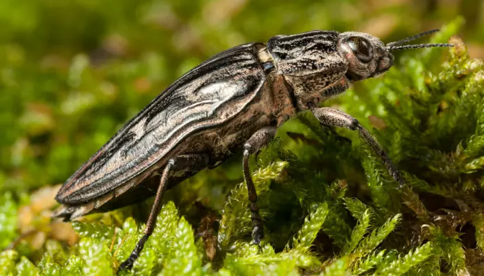 Furupraktbille (Chalcophora mariana) har larveutvikling i store, døde furuer og er kritisk truet i Norge.
