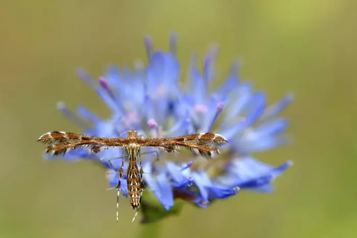 Soldoggfjærmøll (Buckleria paludum) lever på soldogg i myr og er kritisk truet i Norge.