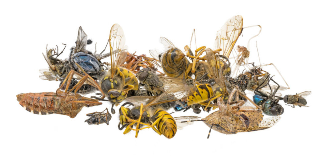 – Vi må gi plass til insektene og andre ville arter. Vi må slutte å beslaglegge stadig mer areal, helst må vi gi noe tilbake. Og vi må bli bedre til å sameksistere, ved at områdene vi påvirker blir brukt litt mindre intensivt, skriver Rannveig M. Jacobsen – Vi må gi plass til insektene og andre ville arter. Vi må slutte å beslaglegge stadig mer areal, helst må vi gi noe tilbake. Og vi må bli bedre til å sameksistere, ved at områdene vi påvirker blir brukt litt mindre intensivt, skriver Rannveig M. Jacobsen