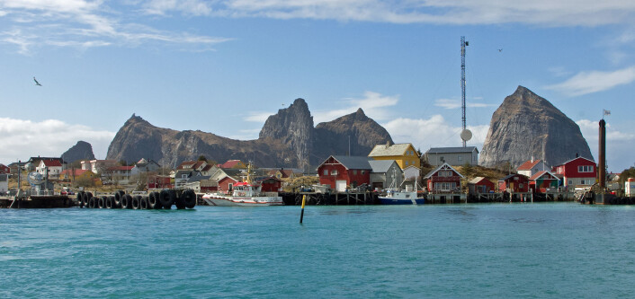 De bebodde øyene på Træna er blant dem som er med i gråspurvprosjektet. (Foto: Georg Mathisen) De bebodde øyene på Træna er blant dem som er med i gråspurvprosjektet. (Foto: Georg Mathisen)