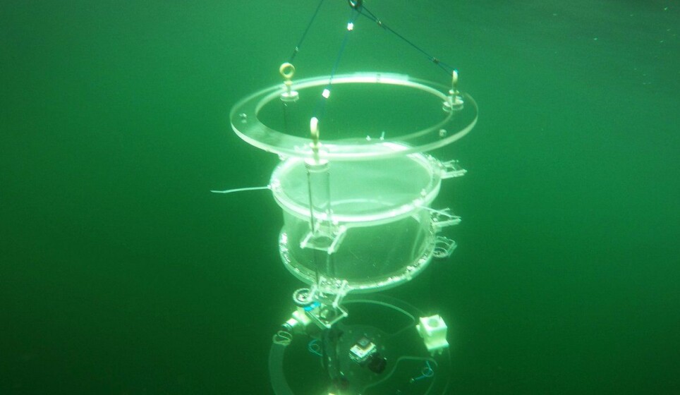 Underwater photo of a drifting chamber in the fjord.