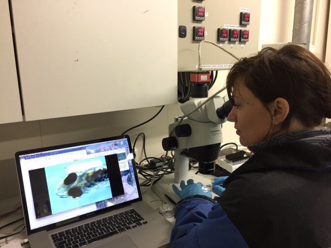 Elin Sørhus is immobilizing 3 days old larvae in gel to acquire images and videos for morphology analysis and cardiac function evaluation. Images and videos were taken using a camera mounted on a microscope. The larva in the image sits in the ventral position (laying on its back, yolk sac towards camera) to reveal the beating heart. (Photo: Sonnic Meier/HI) Elin Sørhus is immobilizing 3 days old larvae in gel to acquire images and videos for morphology analysis and cardiac function evaluation. Images and videos were taken using a camera mounted on a microscope. The larva in the image sits in the ventral position (laying on its back, yolk sac towards camera) to reveal the beating heart. (Photo: Sonnic Meier/HI)