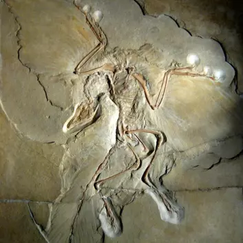 Berlineksemplaret av urfuglen archaeopteryx. (Foto: H. Raab/Wikimedia Commons)