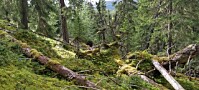 Det blir mer gammel skog i Norge