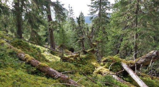 Det blir mer gammel skog i Norge Det blir mer gammel skog i Norge