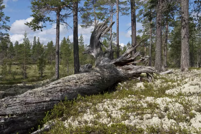 Liggende død ved er det mest vanlige livsmiljøet i skog. Grove, liggende stammer kan være levested for mange sjeldne organismer.