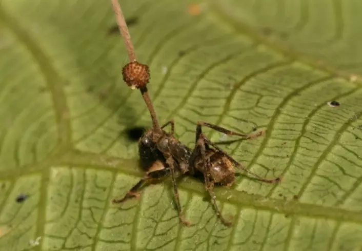"Hvorfor stikker ei lang stang ut av baken på denne mauren?" (Foto: David P. Hughes, Maj-Britt Pontoppidan/Wikimedia Commons)