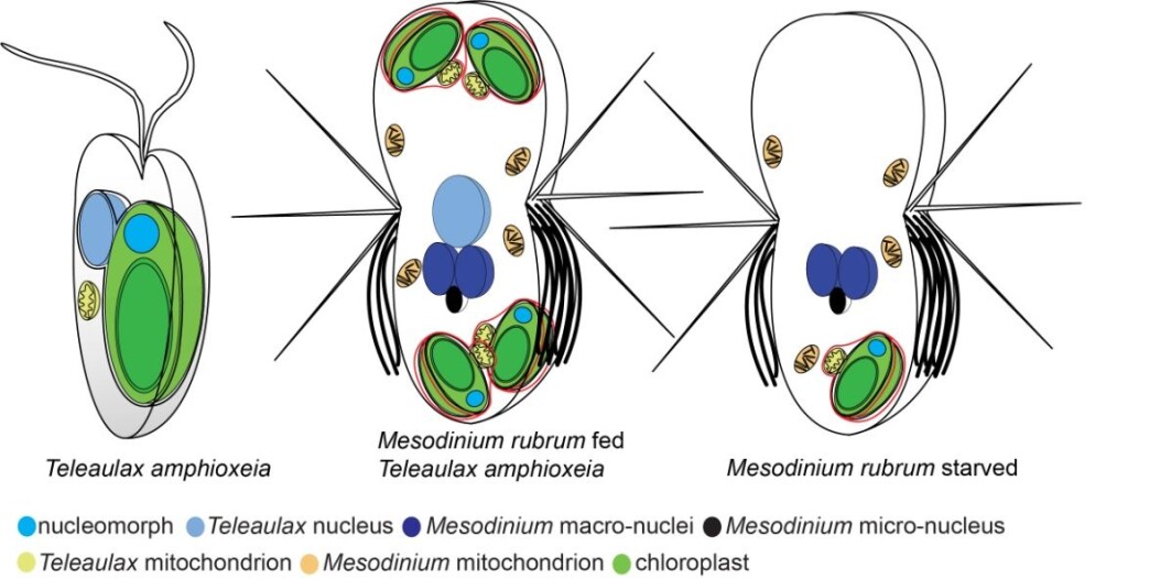 Skjematisk fremstilling av kjerner og kloroplast i algen Teleaulax amphioxeia og Mesodinium rubrum. Til venstre en frittsvømmende alge med en kloroplast og en kjerne. I midten en godt matet flimmerdyrcelle som har spist flere alger og holdt kloroplaster. Til høyre et utsultet flimmerdyr. Den har mistet kjernen fra algen og er ikke lenger i stand til å servere kloroplasten med genprodukter. Den vil snart dø hvis den ikke kan spise på en alge igjen. Skjematisk fremstilling av kjerner og kloroplast i algen Teleaulax amphioxeia og Mesodinium rubrum. Til venstre en frittsvømmende alge med en kloroplast og en kjerne. I midten en godt matet flimmerdyrcelle som har spist flere alger og holdt kloroplaster. Til høyre et utsultet flimmerdyr. Den har mistet kjernen fra algen og er ikke lenger i stand til å servere kloroplasten med genprodukter. Den vil snart dø hvis den ikke kan spise på en alge igjen.