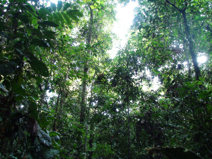 Studien er gjennomført blant ville orangutanger i et vernet område på Sumatra i Indonesia. (Foto: Adam van Casteren) Studien er gjennomført blant ville orangutanger i et vernet område på Sumatra i Indonesia. (Foto: Adam van Casteren)