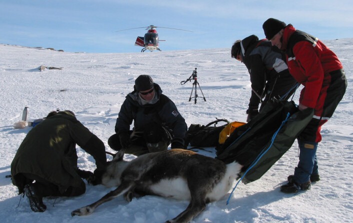 På Nordkinn har forskerne kartlagt reinsdyrene med kikkert. I andre forskningsprosjekter er det mer hensiktsmessig å bruke GPS-merking. Her blir et reinsdyr utstyrt med GPS-sender. (Foto: Jonathan Colman) På Nordkinn har forskerne kartlagt reinsdyrene med kikkert. I andre forskningsprosjekter er det mer hensiktsmessig å bruke GPS-merking. Her blir et reinsdyr utstyrt med GPS-sender. (Foto: Jonathan Colman)