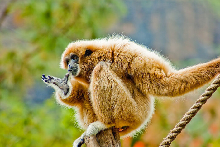 Hvithåndet gibbon i Palmitos Park på Gran Canaria. (Foto: Thomas Tolkien, Wikimedia Commons) Hvithåndet gibbon i Palmitos Park på Gran Canaria. (Foto: Thomas Tolkien, Wikimedia Commons)