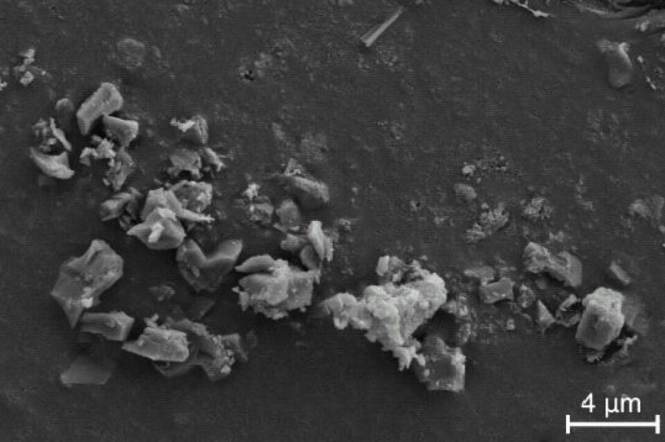 I et elektronmikroskop kan forskerne studere plantevevet rundt fibrene. Dersom det  inneholder krystaller av kalsiumoksylat, er tøyet laget av brennenesle, ikke lin. (Foto: Christian Bergfjord)