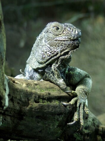 Er denne iguanen del av en ny dyreslekt, eller av en veldig, veldig gammel? Forskerne blir ikke enige. (Foto: Orchi/Wikimedia Creative Commons) Er denne iguanen del av en ny dyreslekt, eller av en veldig, veldig gammel? Forskerne blir ikke enige. (Foto: Orchi/Wikimedia Creative Commons)