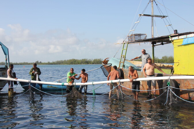 Cubanske og norske forskere klargjør den ene merden i Grisebukta. Cubanske og norske forskere klargjør den ene merden i Grisebukta.