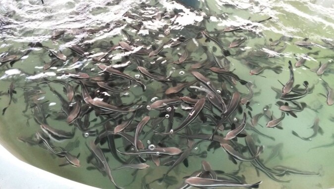 Den første gruppen med cobia-yngel fra Ecuador. Den første gruppen med cobia-yngel fra Ecuador.