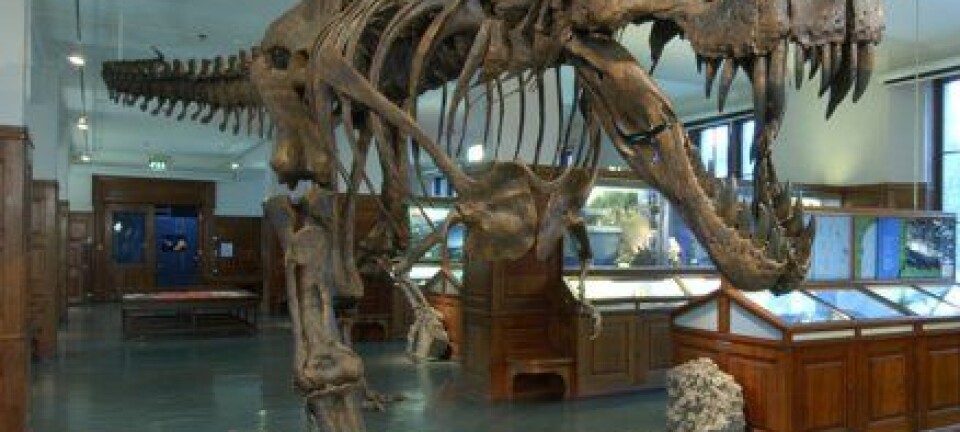 "Dette er Stan. Han har vært død i 65 millioner år, og levde som en av de siste dinosaurene på jorda. De første ekte rovdinosaurene utviklet seg for rundt 230 millioner år siden, og hersket på landjorda i 165 millioner år. Stan var med i den norske utstillingen Dødelige dinosaurer."
