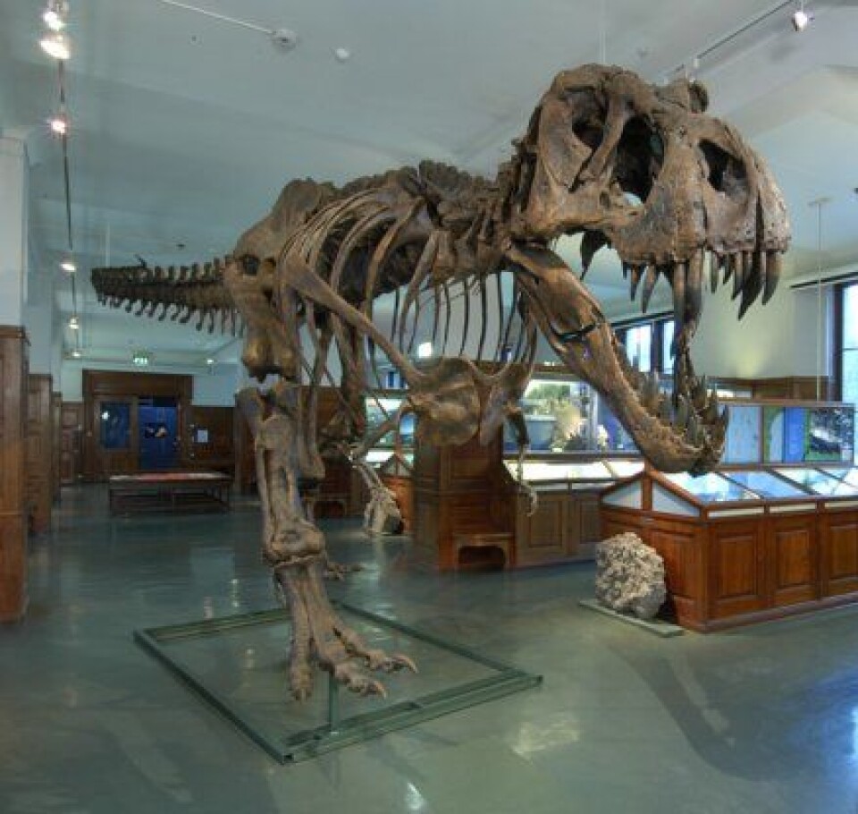 'Dette er Stan. Han har vært død i 65 millioner år, og levde som en av de siste dinosaurene på jorda. De første ekte rovdinosaurene utviklet seg for rundt 230 millioner år siden, og hersket på landjorda i 165 millioner år. Stan var med i den norske utstillingen Dødelige dinosaurer.'