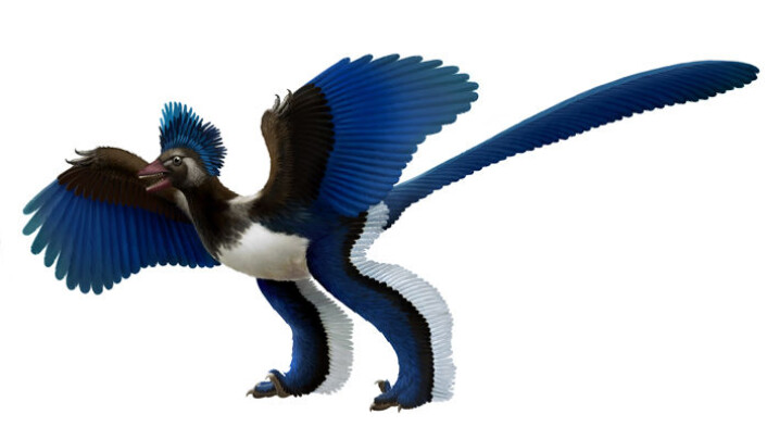 Slik kan den fuglelignende dinosauren Xiaotingia zhengi ha sett ut. (Foto: Xing Lida and Liu Yi) Slik kan den fuglelignende dinosauren Xiaotingia zhengi ha sett ut. (Foto: Xing Lida and Liu Yi)